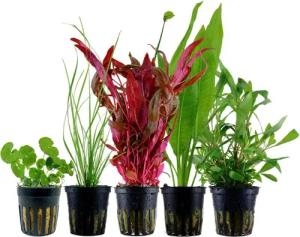 Aquaone Wasserpflanze Pflanzen Set mit 5 Hintergrund Wasserpflanzen Nr.119