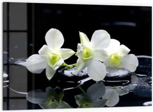 DEQORI Küchenrückwand 'Orchidee mit Zen-Steinen', Glas Spritzschutz Badrückwand Herdblende