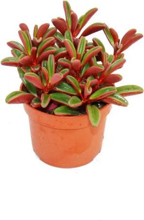 Exotenherz Kaktus Peperomia graveolens im 10,5cm Topf