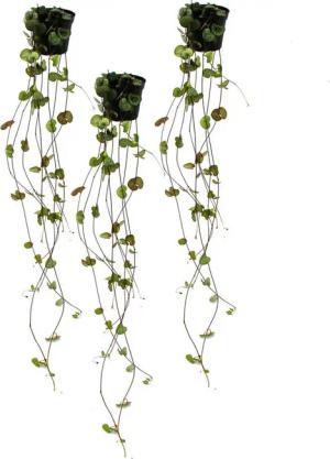 Exotenherz Zimmerpflanze 3er Set Ceropegia woodii, Leuchterblume