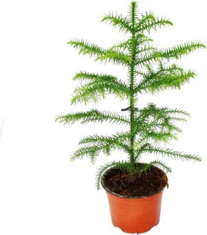 Exotenherz Zimmerpflanze Araucaria heterophylla 12cm, Zimmertanne