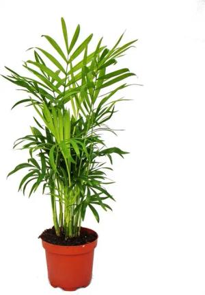 Exotenherz Zimmerpflanze Chamaedorea elegans - Bergpalme - 3 Pflanzen