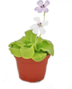 Exotenherz Zimmerpflanze Fettkraut - Pinguicula - Überraschungssorte - 9cm Topf