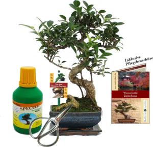 Exotenherz Zimmerpflanze Geschenkset Bonsai Ficus Chinesischer Feigenbaum ca. 6 Jahre alt
