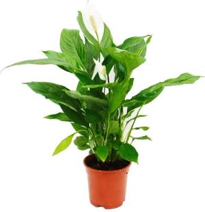 Exotenherz Zimmerpflanze Spathiphyllum "Cupido", Einblatt - 17cm Topf