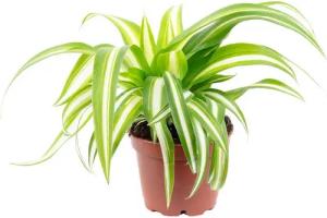 Flowerbox Zimmerpflanze Grünlilie - Chlorophytum Comosum Variegata, - Höhe ca. 15 cm, Topf-Ø 6 cm