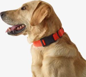 Hundehalsband 100 orange