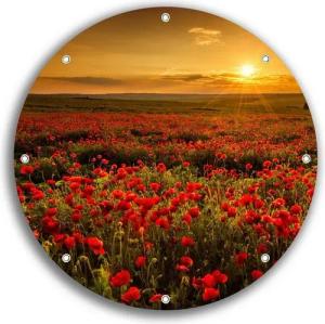 Wallario Sichtschutzzaunmatten Mohnblumenwiese bei Sonnenuntergang am Abend, rund