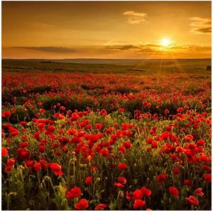 Wallario Memoboard Mohnblumenwiese bei Sonnenuntergang am Abend