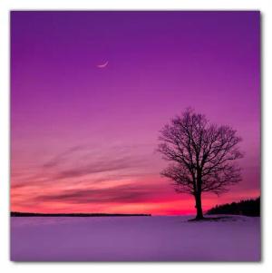 Wallario Möbelfolie Mond und Baum am Abend bei Schnee
