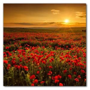 Wallario Möbelfolie Mohnblumenwiese bei Sonnenuntergang am Abend