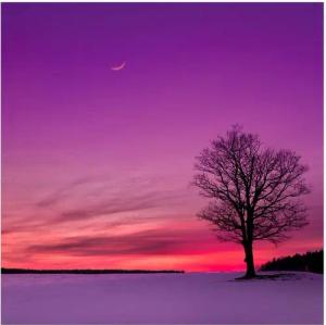 Wallario Memoboard Mond und Baum am Abend bei Schnee