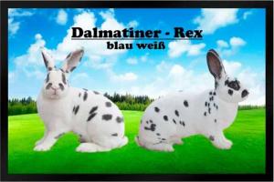 Ladreas Fußmatte Schmutzfangmatte Kaninchen Dalmatiner-Rex blau weiß F857, 60x40
