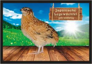 Ladreas Fußmatte Schmutzfangmatte Wachtel Jap. Legewachtel gelb wildf. F2359, 60x40