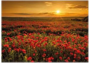 Wallario Teppich Mohnblumenwiese bei Sonnenuntergang am Abend, rechteckig, rutschfest