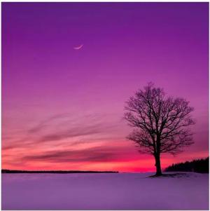 Wallario Möbelfolie Mond und Baum am Abend bei Schnee