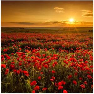 Wallario Möbelfolie Mohnblumenwiese bei Sonnenuntergang am Abend