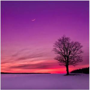 Wallario Möbelfolie Mond und Baum am Abend bei Schnee