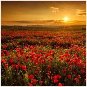 Wallario Möbelfolie Mohnblumenwiese bei Sonnenuntergang am Abend