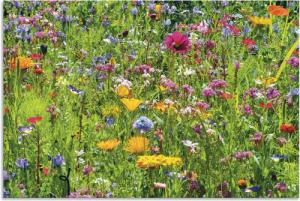 Artland Wandbild "Bunte Blumenwiese", Blumenwiese, (1 St.), als Alubild, Outdoorbild, Leinwandbild, Poster, Wandaufkleber