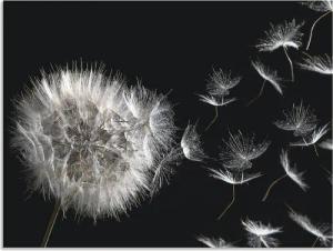Artland Wandbild "Pusteblume", Blumenbilder, (1 St.), als Alubild, Outdoorbild, Leinwandbild, Poster, Wandaufkleber
