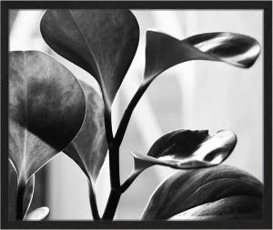 Liv Corday Wandbild SCHWARZE PFLANZE mit Rahmen