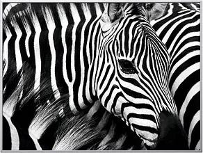PAPERFLOW Wandbild Zebra, Aluminium, Kunstglas