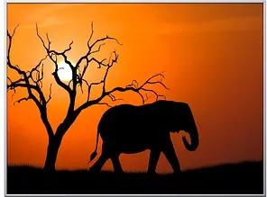 PAPERFLOW Wandbild Elefant, Aluminium, Kunstglas