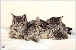 VELOFLEX Schreibtischunterlage Katzen Kunststoff 60,0 x 40,0 cm, 1 St.