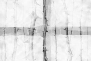 Architects Paper Fototapete "Atelier 47 Thorn Art 2", floral, Vlies, Wand, Schräge, Decke