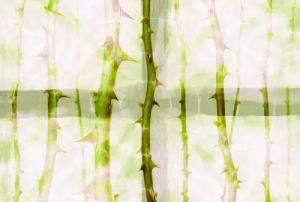 Architects Paper Fototapete "Atelier 47 Thorn Art 2", floral, Vlies, Wand, Schräge, Decke
