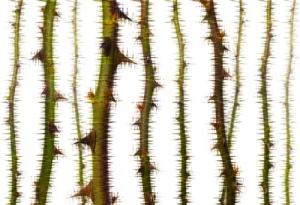 Architects Paper Fototapete "Atelier 47 Blurred Thorns 2", floral, Vlies, Wand, Schräge, Decke
