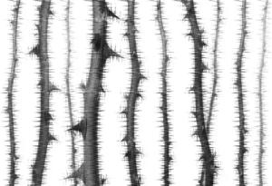 Architects Paper Fototapete "Atelier 47 Blurred Thorns 2", floral, Vlies, Wand, Schräge, Decke