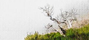 Architects Paper Fototapete "Atelier 47 Death Tree Puzzle 2", Wald, Vlies, Wand, Schräge, Decke