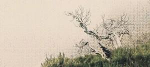 Architects Paper Fototapete "Atelier 47 Death Tree Puzzle 2", Wald, Vlies, Wand, Schräge, Decke