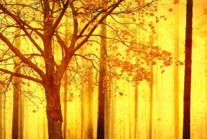 Architects Paper Fototapete "Atelier 47 Edge 2", Wald, Wald Fototapete Edge 4,00 m x 2,70 m 200 g Vlies Premium Tapete Natur