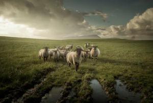 Papermoon Fototapete "Photo-Art DAVID AHERN, SCHAF"