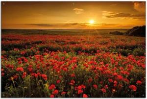 Wallario Sichtschutzzaunmatten Mohnblumenwiese bei Sonnenuntergang am Abend