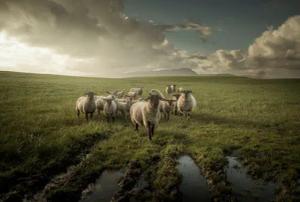 Papermoon Fototapete "Photo-Art DAVID AHERN, SCHAF"