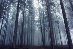 Papermoon Fototapete "Photo-Art DAVID CHAROUZ, GEHEIMNISVOLLER NEBLIGER WALD"