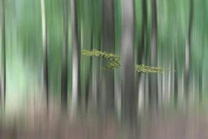 Papermoon Fototapete "Photo-Art HUIB LIMBERG, SUMMERMHERING"