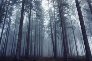 Papermoon Fototapete "Photo-Art DAVID CHAROUZ, GEHEIMNISVOLLER NEBLIGER WALD"