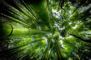 Papermoon Fototapete "Photo-Art DAVID ROS, ARASHIYAMA"