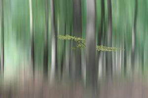 Papermoon Fototapete "Photo-Art HUIB LIMBERG, SUMMERMHERING"