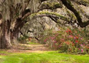 Papermoon Fototapete "Live Oak Tunnel"