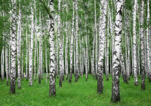 Papermoon Fototapete "Summer Birch Forest"