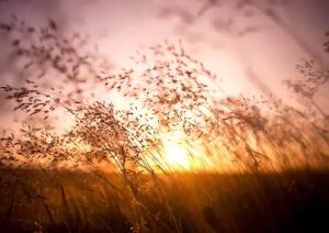 Papermoon Fototapete "Summer Dry Grass"
