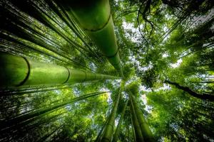 Papermoon Fototapete "Photo-Art DAVID ROS, ARASHIYAMA"