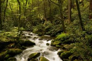 Papermoon Fototapete "BACH IM WALD-BÄUME FLUSS SEE STEINE BLUMEN BERGE SONNE"