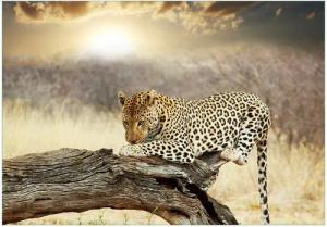 Wallario Vliestapete Leopard auf Baumstamm in Afrika, Seidenmatte Oberfläche, hochwertiger Digitaldruck, in verschiedenen Größen erhältlich